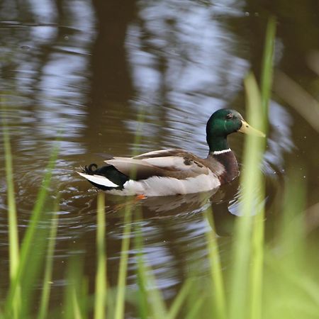 Saarlandtraum Weihermuehle Schmelz Екстер'єр фото